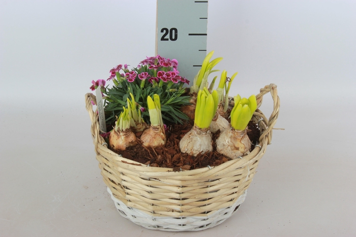 <h4>ARR BOL KNOLGEWAS</h4>