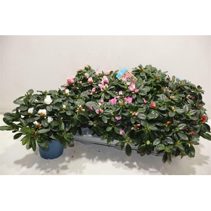 Rhodo Si V Gem 6 Srt