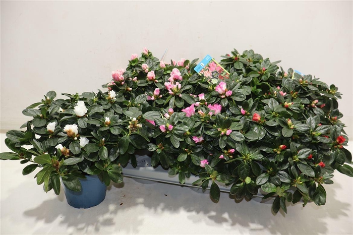 Rhodo Si V Gem 6 Srt