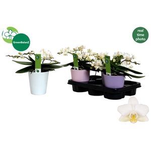 PHAL WHITE CERAMICS WILD