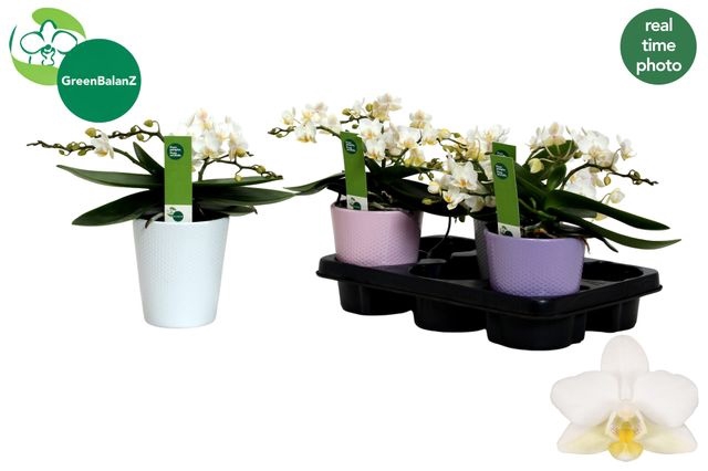 <h4>PHAL WHITE CERAMICS WILD</h4>