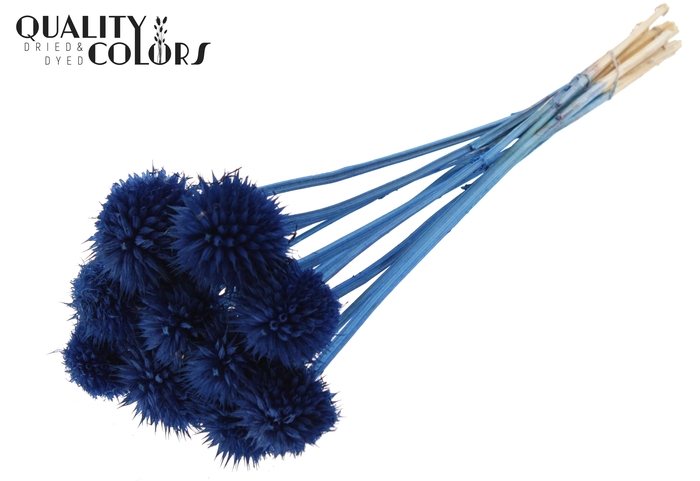 Lions Tail 10pc/bunch Dark Blue