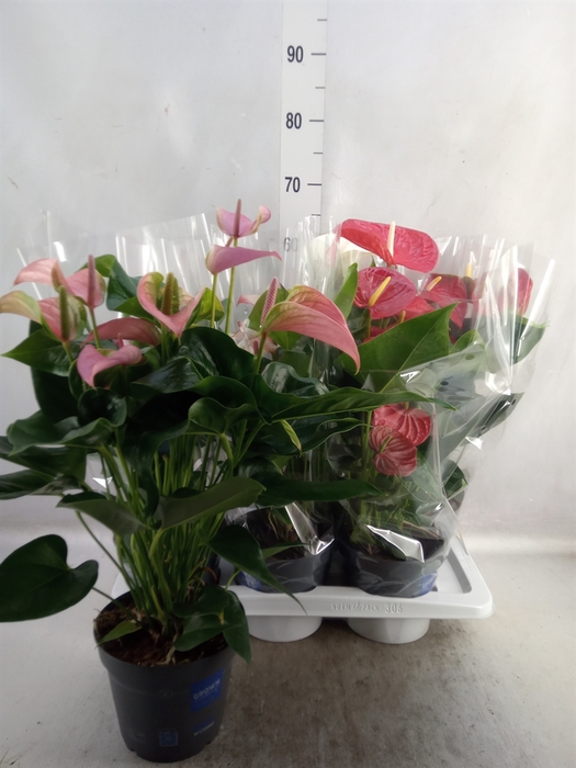 <h4>Anthurium   ...mix</h4>