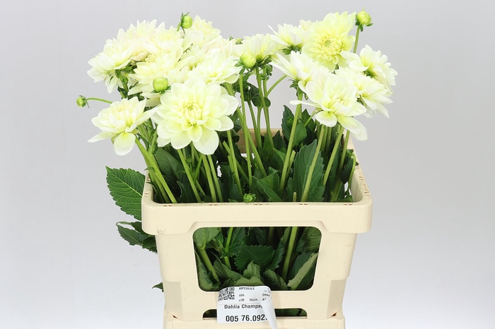 <h4>Dahlia Champagne</h4>