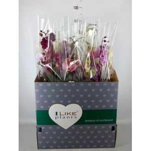 Phalaenopsis   ...mix