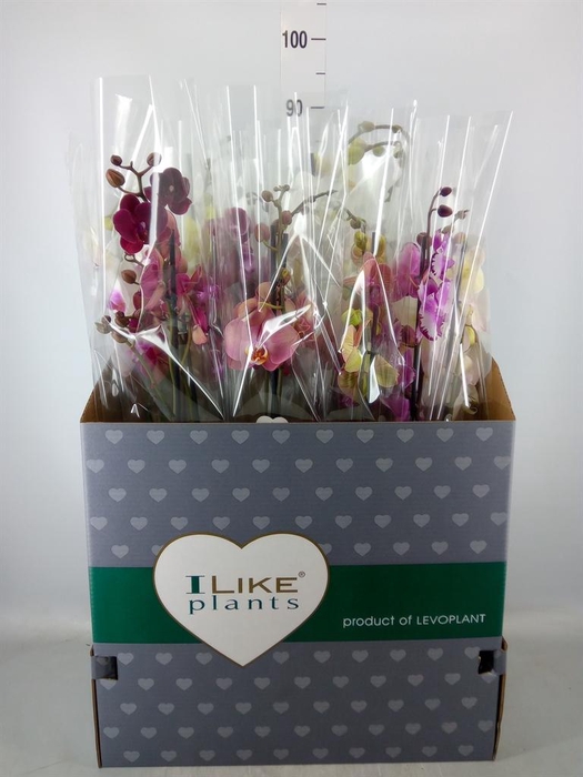 <h4>Phalaenopsis   ...mix</h4>