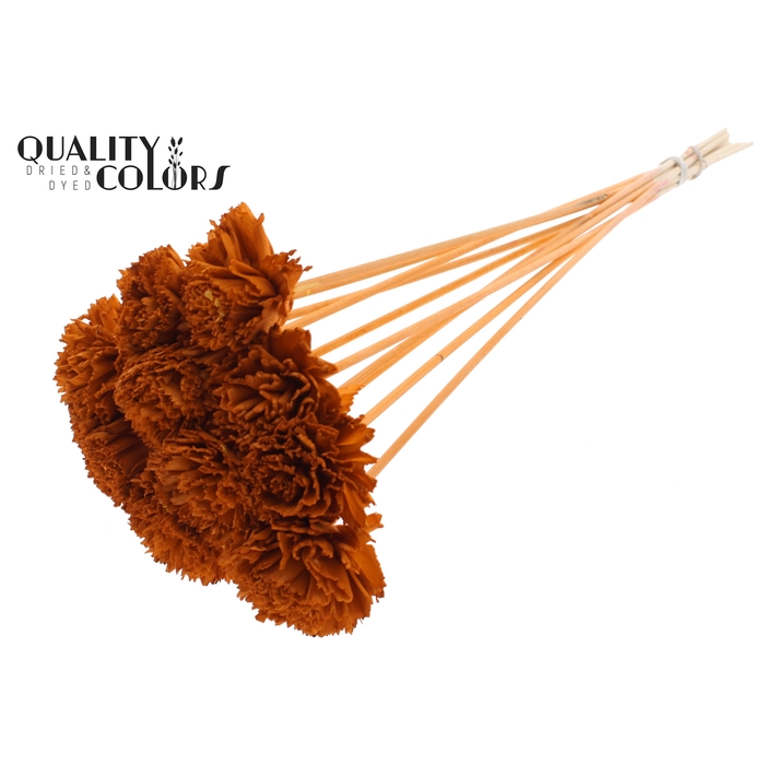 <h4>Shola Karnish Flower 6cm on stem Terracotta</h4>