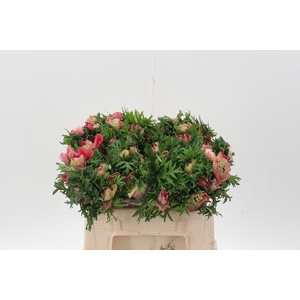 Anem Levante Rossa Chiaro