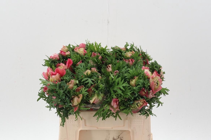 <h4>Anem Levante Rossa Chiaro</h4>