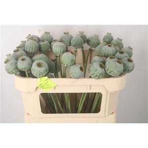 Papaver Som Zaaddozen