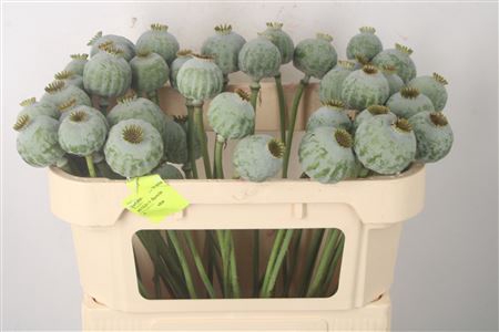 <h4>Papaver Som Zaaddozen</h4>