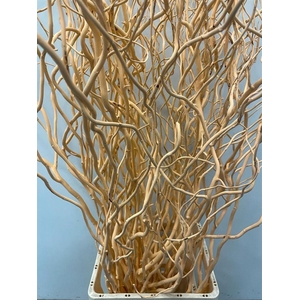 Salix Golden Curls Klb Zalm