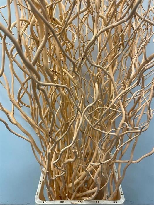 Salix Golden Curls Klb Zalm