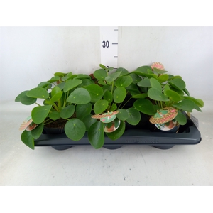 Pilea peperomoides