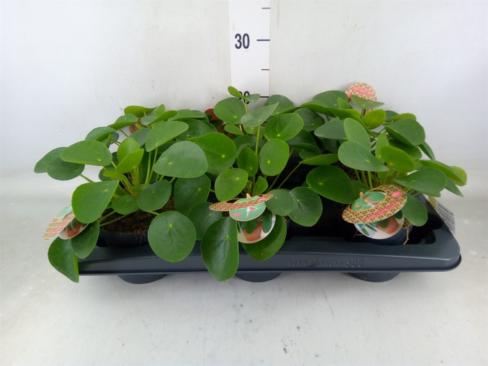 <h4>Pilea peperomoides</h4>