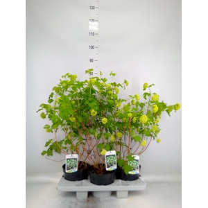 Viburnum opulus 'Roseum'