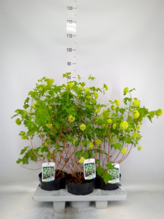 <h4>Viburnum opulus 'Roseum'</h4>