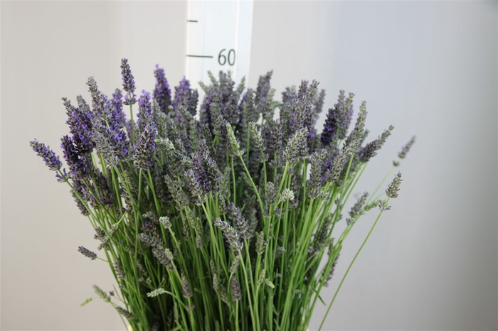 <h4>Lavendel Vers</h4>