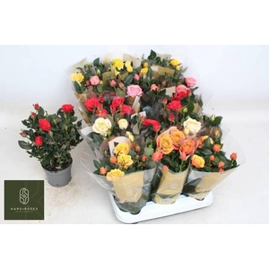 RO KORDAN GRANDE GEM