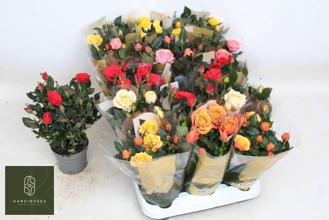 <h4>RO KORDAN GRANDE GEM</h4>