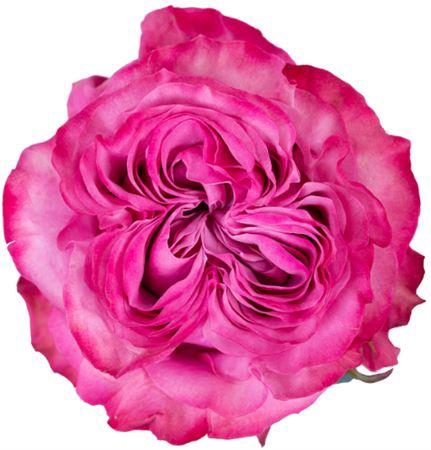 <h4>Rosa a grande fleur Country Spirit Blues</h4>