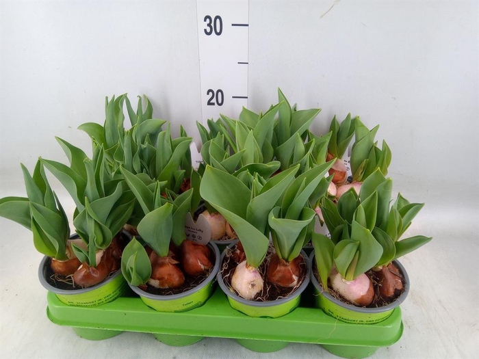 <h4>Tulipa   ...mix 4</h4>