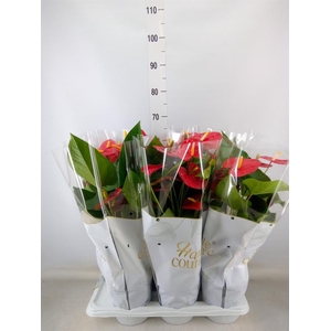 Anthurium andr. 'Turenza'