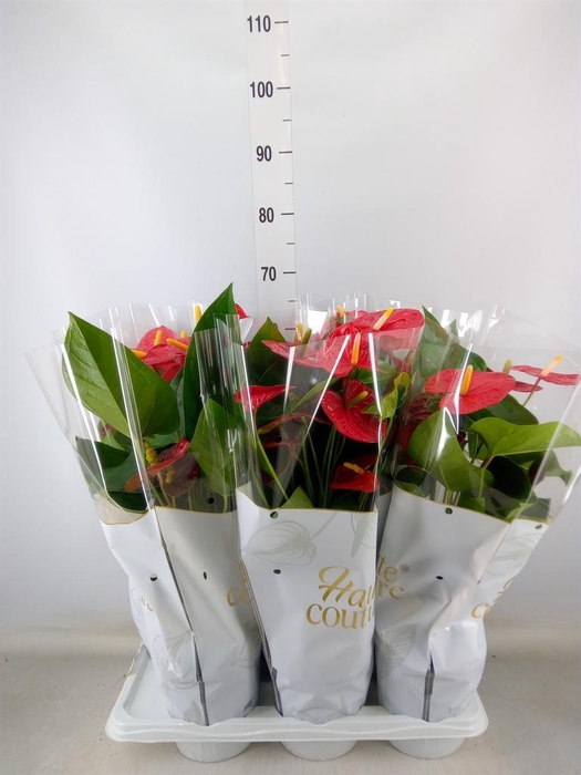 <h4>Anthurium andr. 'Turenza'</h4>