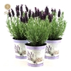 Lavandula st. 'Anouk'® Collection P12 in Zinc Lavender