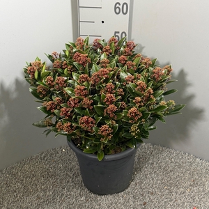 Skimmia japonica 'Antarctica' p.27