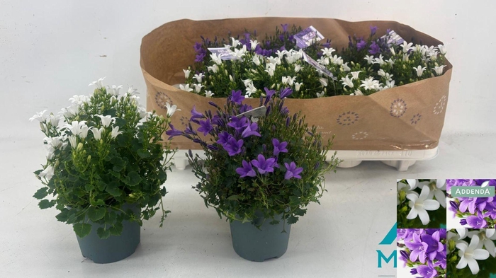 <h4>Camp Addenda Mixk</h4>