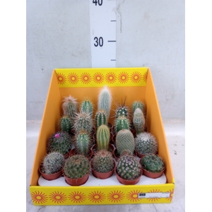 Cactus   ...mix 18