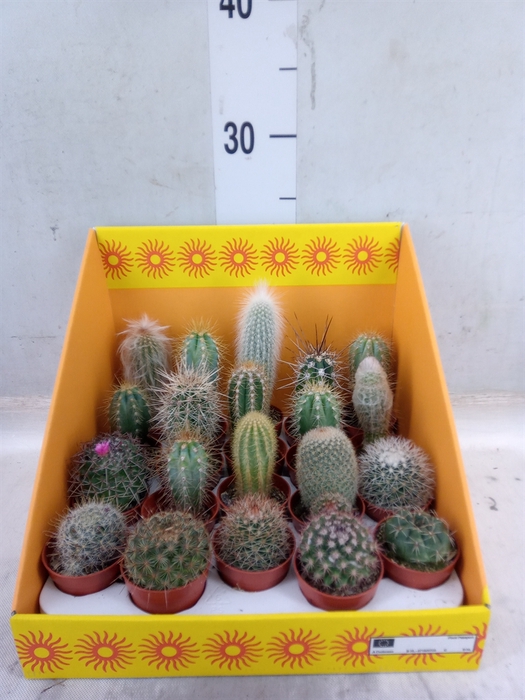 <h4>Cactus   ...mix 18</h4>