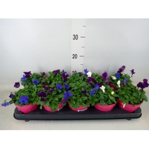 Viola corn. 'Evo Mini MM Oslo'