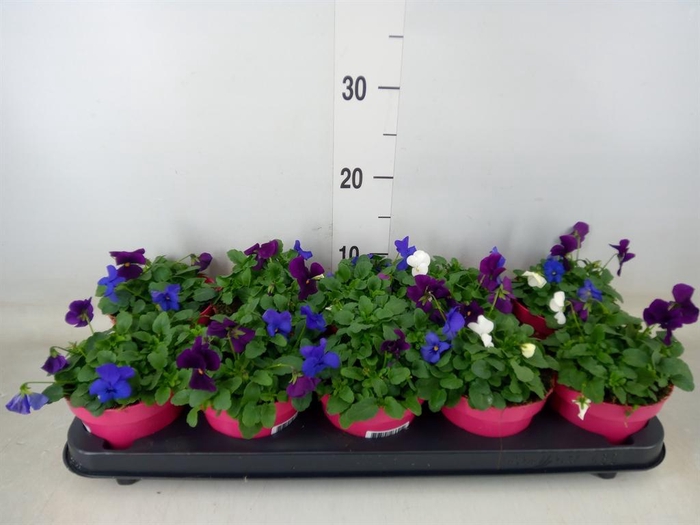 <h4>Viola corn. 'Evo Mini MM Oslo'</h4>