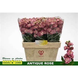 Matth Stox Antique Rose