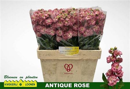 <h4>Matth Stox Antique Rose</h4>