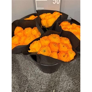 Ran Suc Ex Luce Giallo