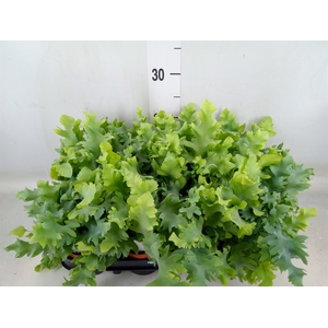 Phlebodium aureum 'Davana'