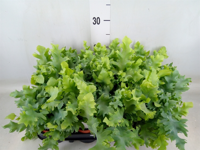 <h4>Phlebodium aureum 'Davana'</h4>