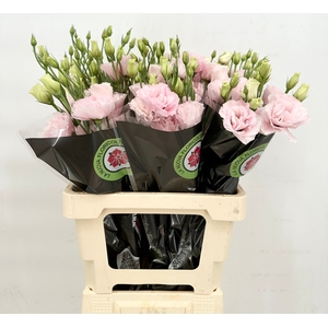 Lisianthus Du Rosita Pink