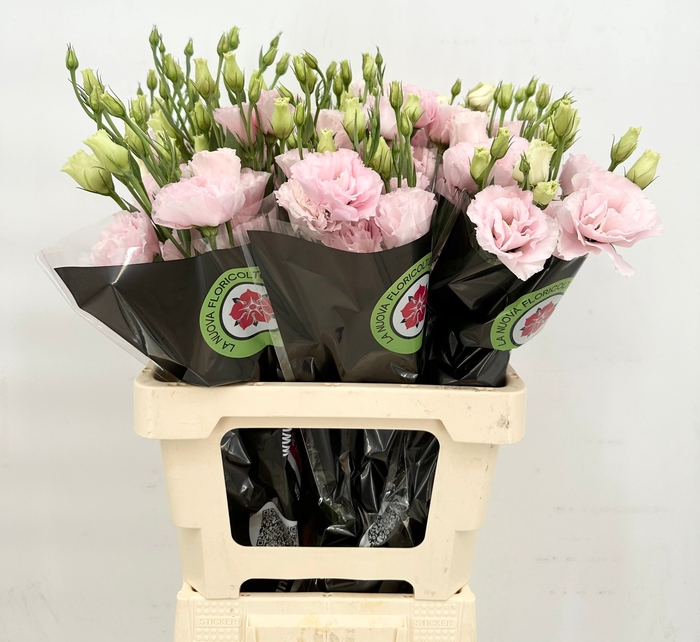 <h4>Lisianthus Du Rosita Pink</h4>