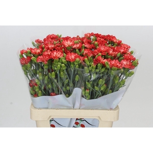 Dianthus Sp Symply Sun