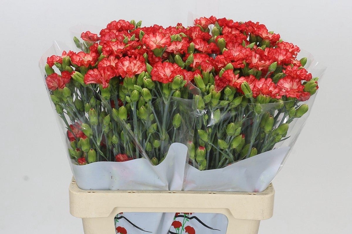 <h4>Dianthus Sp Symply Sun</h4>