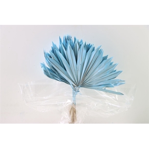 Dried Palm Sun 6pc Light Blue Bunch