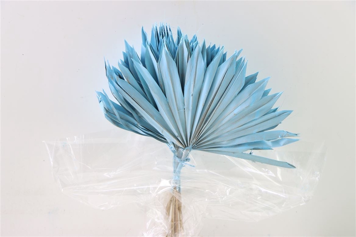 <h4>Dried Palm Sun 6pc Light Blue Bunch</h4>