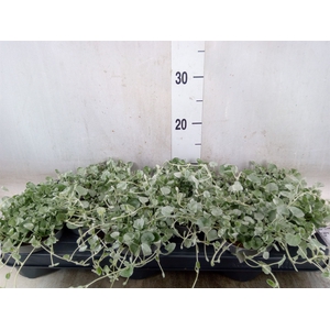 Dichondra argentea 'Silver Falls'