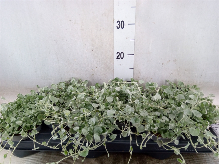 <h4>Dichondra argentea 'Silver Falls'</h4>