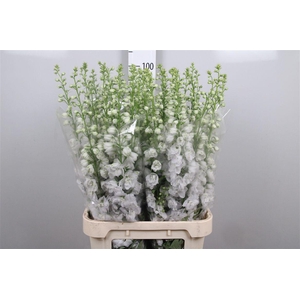 Delph Du Aurora White