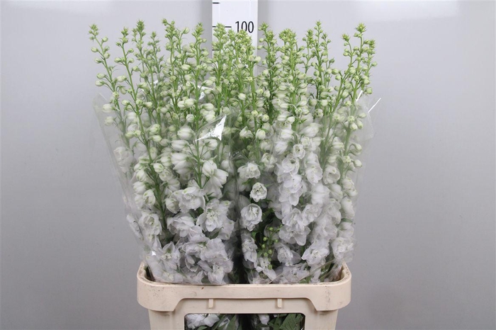 <h4>Delph Du Aurora White</h4>